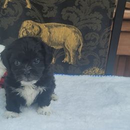 Shichon Puppies from Reynolds family