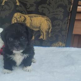 Shichon Puppies from Reynolds family
