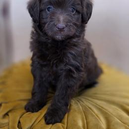 April - Chocolate female Goldendoodle puppy in Decatur, Tennessee from Diamond's Doodles