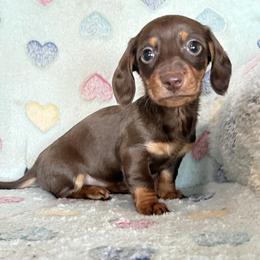 Girl 3 - Chocolate and tan female Dachshund puppy in Tonopah, Arizona from Brandie's Dachshunds