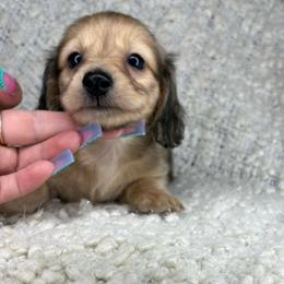 Gus Gus - Cream male Dachshund puppy in Tulare, California from Dreamy Creamies