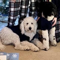 Goldendoodle Puppies from Cole Family Doodles