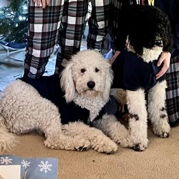 Goldendoodle Puppies from Cole Family Doodles