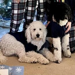 Goldendoodle Puppies from Cole Family Doodles