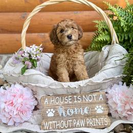 Bernedoodle and Whoodle Puppies from Genesis Family Farm