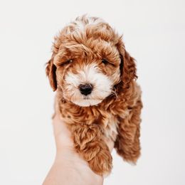 Michelle - Apricot Cavapoo puppy in Arab, Alabama from ConkleDoodlePoos