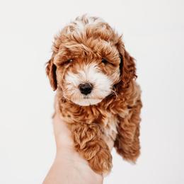 Michelle - Apricot Cavapoo puppy in Arab, Alabama from ConkleDoodlePoos