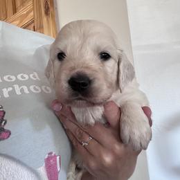 Orange - Light golden male Golden Retriever puppy in Wyoming from Great Basin BMD