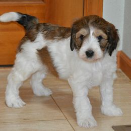 Australian Labradoodle Puppies from Serenity Springs Labradoodles