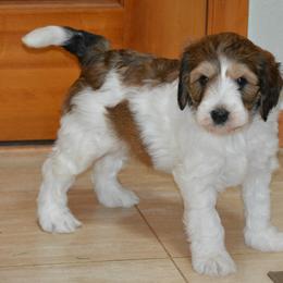 Australian Labradoodle Puppies from Serenity Springs Labradoodles