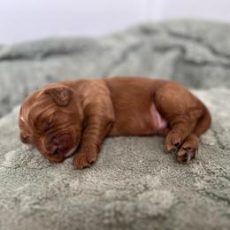 Crew - Red  male Goldendoodle puppy in Apopka, Florida from The Classic Doodle