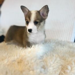 Valentino - Sable Pembroke Welsh Corgi puppy in Inola, Oklahoma from Pine Lane Pembrokes