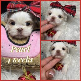 Pearl - Liver and white female Shih Tzu puppy in Coolidge, Arizona from Shih Tzu’s  ‘N’ Love