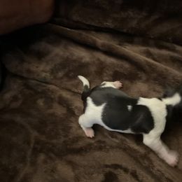 Havanese and Labrador Retriever All Grown Up from Hudson Valley Labradors and Havanese of Claverack