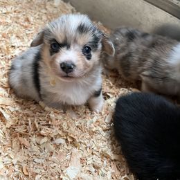 American Corgi and Doberman Pinscher Puppies from Driftin' Sand Doberman Pinschers