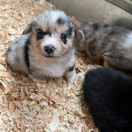 American Corgi and Doberman Pinscher Puppies from Driftin' Sand Doberman Pinschers