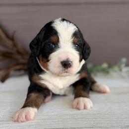 Waffles - Tri-color female Bernedoodle puppy in El Campo, Texas from Little Fur Friends Bernedoodles