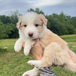 Navy collar - Gold male Border Collie puppy in Graceville, Florida from Fire N Arrows Border Collies