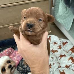 Tito - Red male Cavapoo puppy in South Jordan, Utah from Sage Puppies