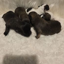 Chihuahua puppies from Fabulous little paws