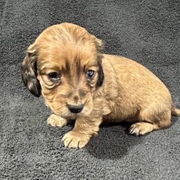 Laurel - Red female Dachshund puppy in Little Rock, Arkansas from Divine Doxies