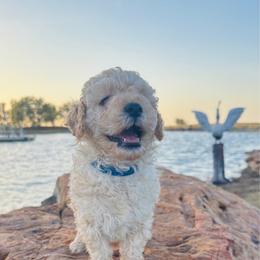 Jacob - Apricot male Cavapoo puppy in Kingfisher, Oklahoma from Perdue Puppies
