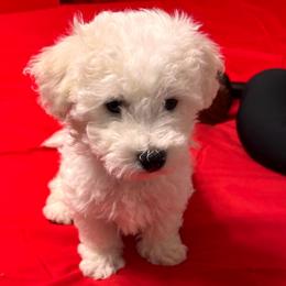 Taco - black collar - White male Bichon Frise puppy in 63101 (St. Louis Metro Area), Missouri from BichonSTL