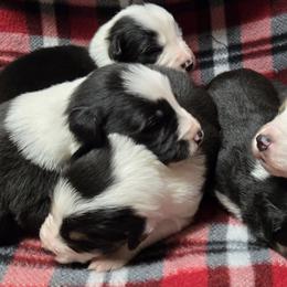 Border Collies from Winter Creek Border Collies