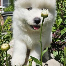 Samoyed Puppies from Rocky Mountain Samoyeds