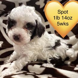 Spot - Brown female Poodle puppy in Mineral Wells, Texas from S.H.A.R.P.’s Toy Poodles