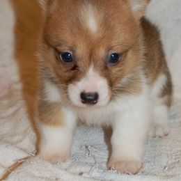 Pembroke Welsh Corgi Puppies from Synergy Stables, Inc.