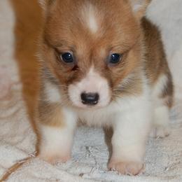 Pembroke Welsh Corgi Puppies from Synergy Stables, Inc.