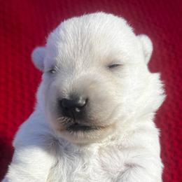 Tiny Tim - Wheaten male Scottish Terrier puppy in Chattanooga, Tennessee from Oodles of Cuties!
