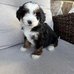 Leanna - Tri-color female Bernedoodle puppy in Holtwood, Pennsylvania from Country Ridge Puppies