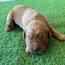 Female 2 - Light golden female Golden Retriever puppy in Mesa, Arizona from Grand Canyon Goldens