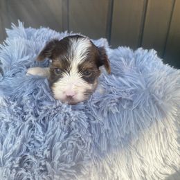 Biewer Terrier Puppies from Port-au-Prints