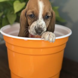 Wilma - Mahogany and white female Basset Hound puppy in Maryland from Grind Stone Breeding Kennels