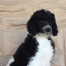 Poodles from Third Day Standards