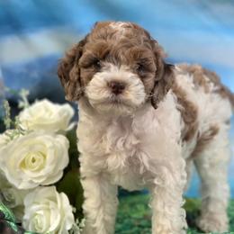 Merry - Brown roan and tan female Cockapoo puppy in Depew, Oklahoma from Poodles Perfected