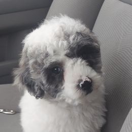 Lumi - Shihpoo