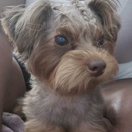 Mama - Yorkipoo