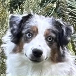 Libby - Miniature American Shepherd