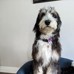 Mochi - Bernedoodle