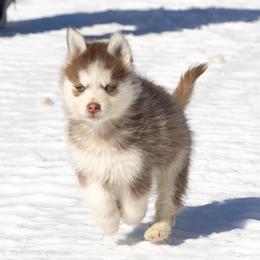 Pomsky Puppies from Foxfire Arctic Spitz