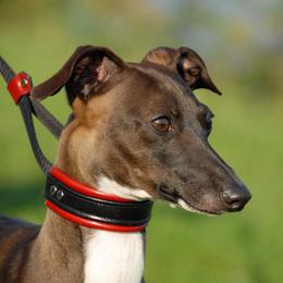 Italian Greyhound All Grown Up from Raindance Italian Greyhounds