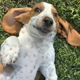 Gray - Mahogany and white male Basset Hound puppy in Fayetteville, Arkansas from Heyliger Hounds