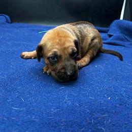 Boy 5 (Green) - Rd whtn blk nose male Rhodesian Ridgeback puppy in Ocala, Florida from DogWood Kennels