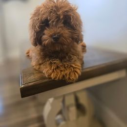 Darth Vadar - Red  male Goldendoodle puppy in Newdale, Idaho from Canyon Creek Puppies