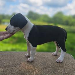 Mantle female - Mantle female Great Dane puppy in Golconda, Illinois from Breken Great Danes