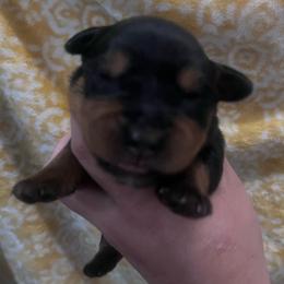 Baby girl - Black and tan female Rottweiler puppy in Mancelona, Michigan from Nicolle Stone